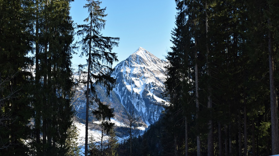 Üntschenspitze im Tannenwald