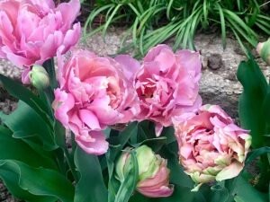rosafarbene gefüllte Tulpen