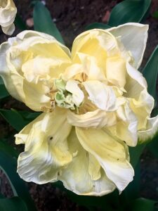 Eine aufgeblühte, gefüllte weiße Tulpe