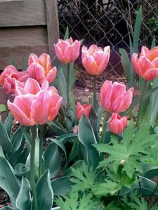 Rosafarbene Tulpen im Beet