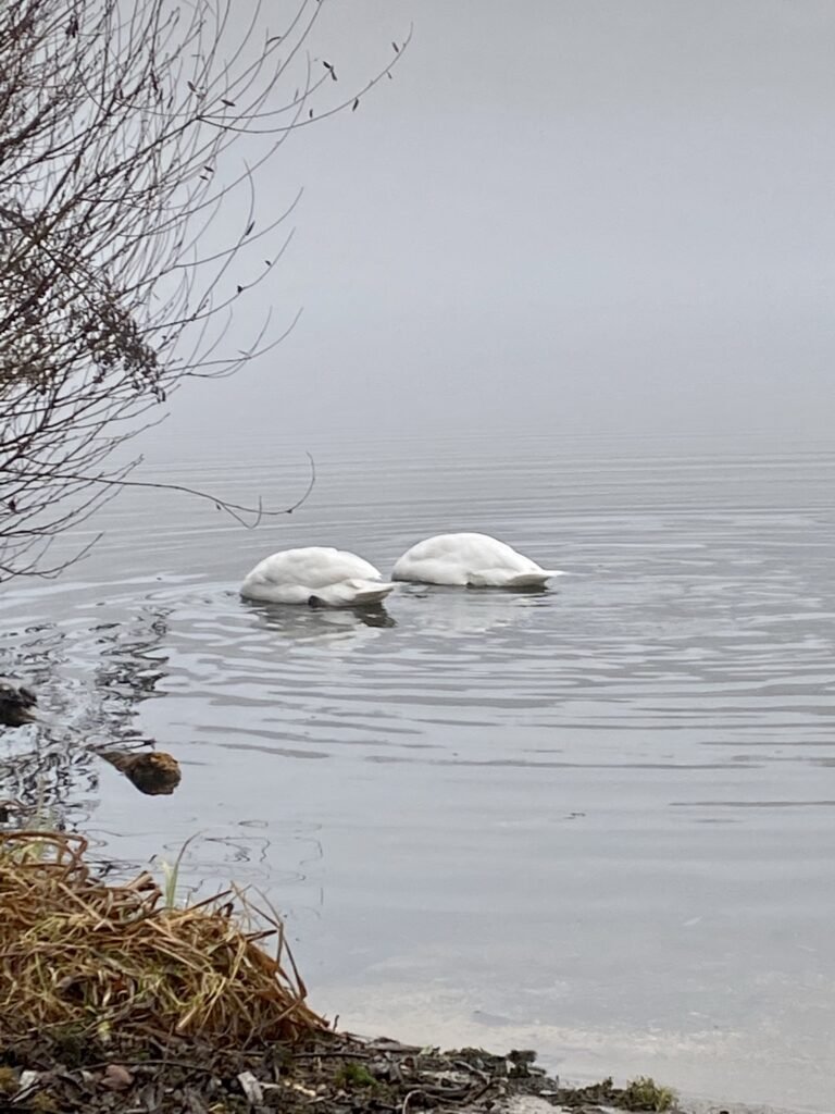 Zwei Schwäne auf einem See im Winter, mit untergetauchten Köpfen